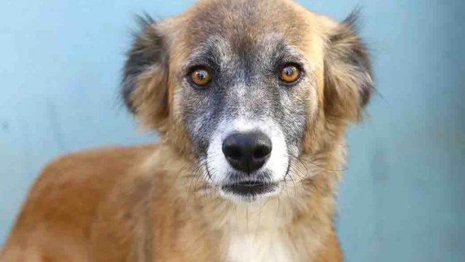 בובה כלבה לאימוץ אגודת צער בעלי חיים בישראל