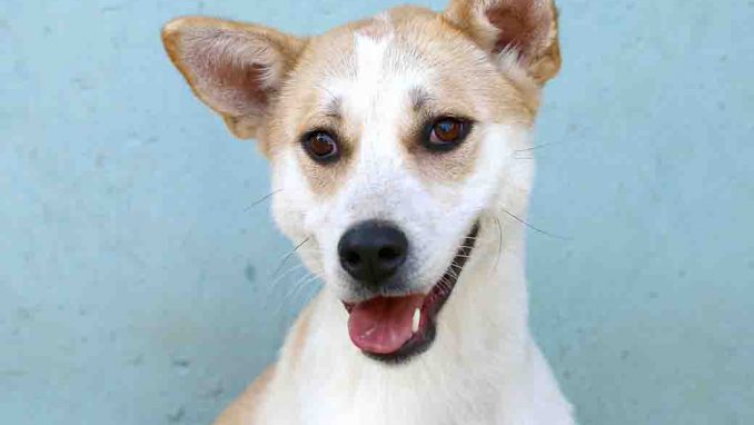 טופי כלבה לאימוץ אגודת צער בעלי חיים בישראל