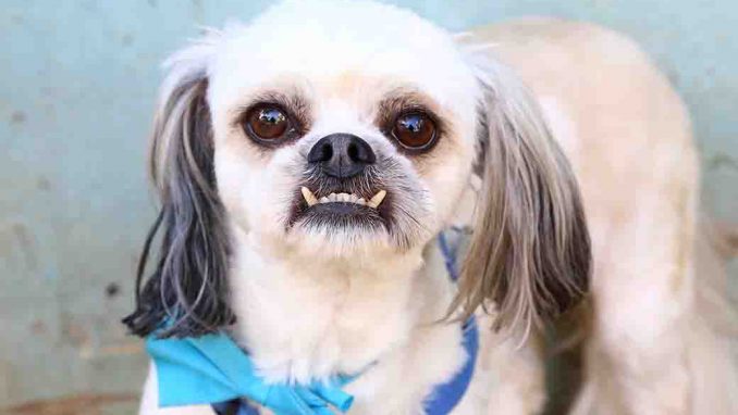 אוריאו כלבה לאימוץ אגודת צער בעלי חיים בישראל