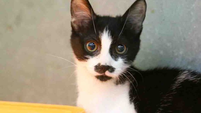 פוני חתולה לאימוץ אגודת צער בעלי חיים בישראל