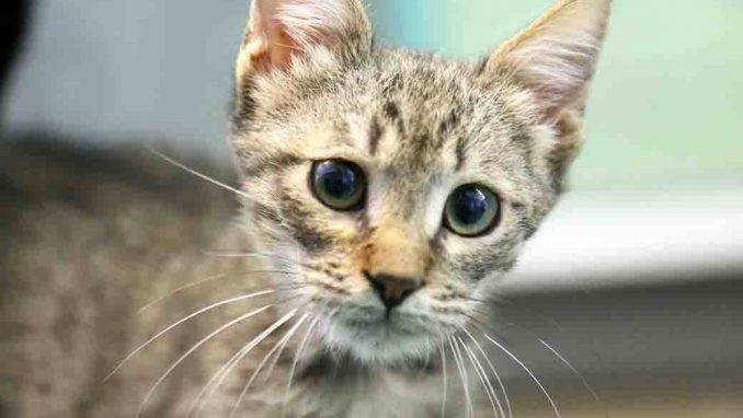 שוסטר חתול לאימוץ אגודת צער בעלי חיים בישראל