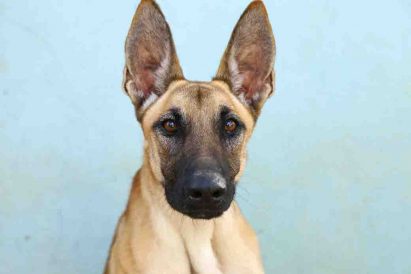 דונה כלבה לאימוץ אגודת צער בעלי חיים בישראל