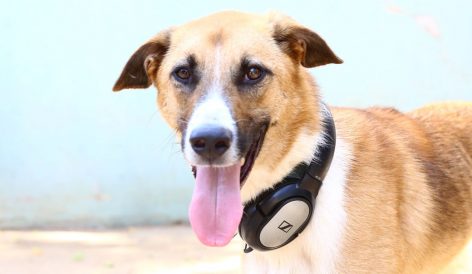 אוסקר - כלב לאימוץ - אגודת צער בעלי חיים בישראל
