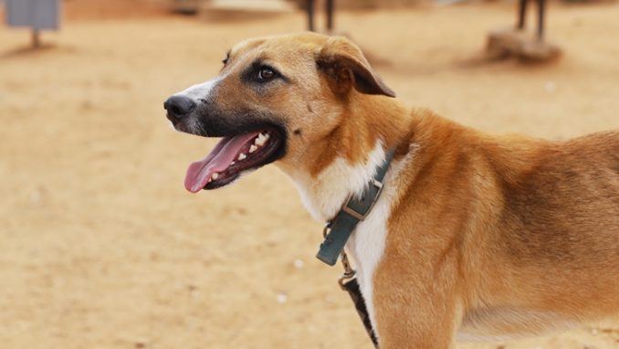 אוסקר - כלב לאימוץ - אגודת צער בעלי חיים בישראל