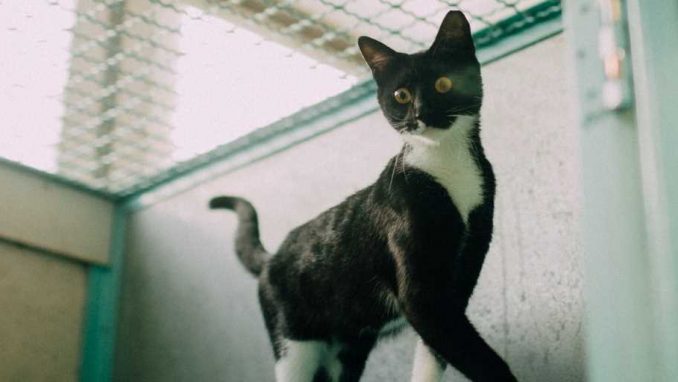 כהן – חתולה לאימוץ – אגודת צער בעלי חיים בישראל