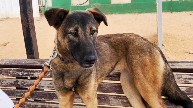 עמנואל - כלבה לאימוץ - אגודת צער בעלי חיים בישראל
