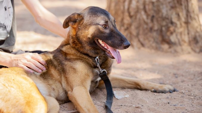 עמנואל - כלבה לאימוץ - אגודת צער בעלי חיים בישראל
