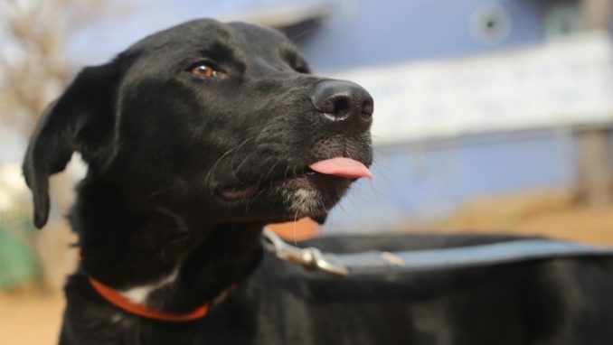 רפי - כלב לאימוץ - אגודת צער בעלי חיים בישראל