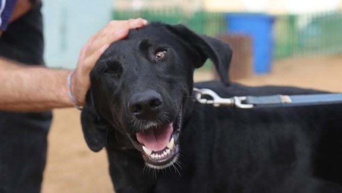 רפי - כלב לאימוץ - אגודת צער בעלי חיים בישראל