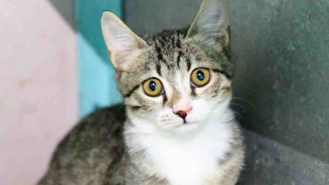 רייצ'ל חתולה לאימוץ אגודת צער בעלי חיים בישראל