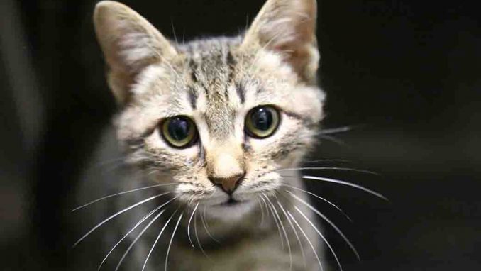 זורו חתול לאימוץ אגודת צער בעלי חיים בישראל