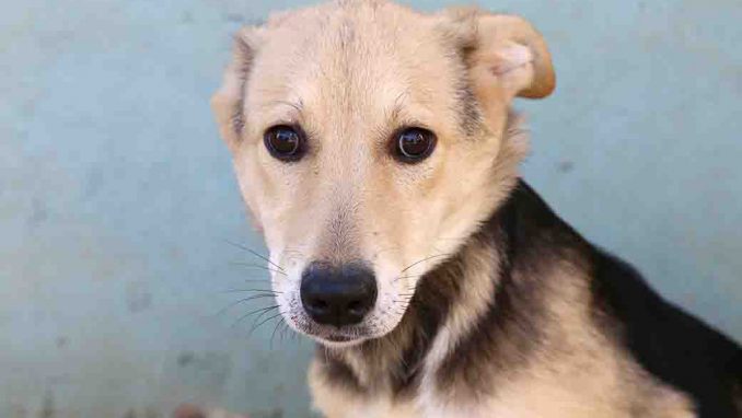 בונטון כלבה לאימוץ אגודת צער בעלי חיים בישראל