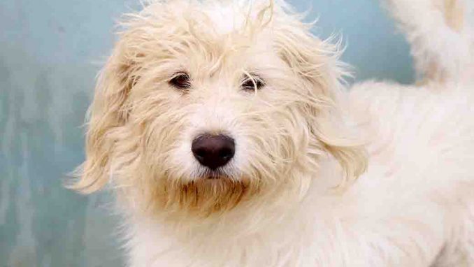 דורה כלבה לאימוץ אגודת צער בעלי חיים בישראל