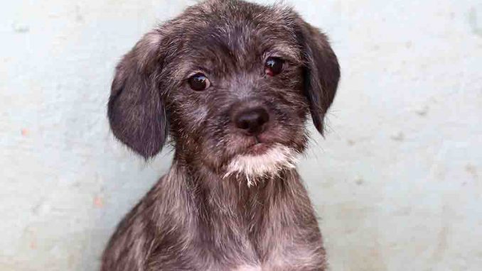 אירמה כלבה לאימוץ אגודת צער בעלי חיים בישראל