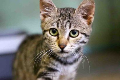 קטנצ'יק חתול לאימוץ אגודת צער בעלי חיים בישראל