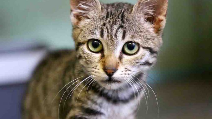 קטנצ'יק חתול לאימוץ אגודת צער בעלי חיים בישראל