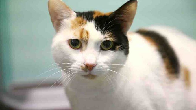 מוקה חתולה לאימוץ אגודת צער בעלי חיים בישראל