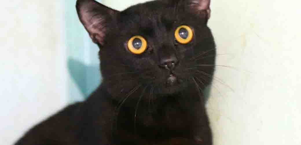 קוקס חתול לאימוץ אגודת צער בעלי חיים בישראל