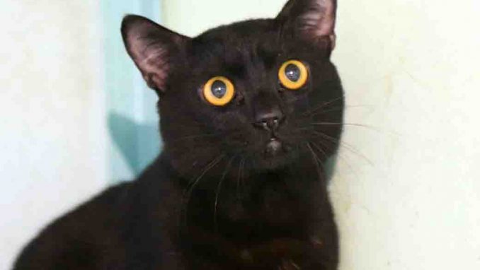 קוקס חתול לאימוץ אגודת צער בעלי חיים בישראל