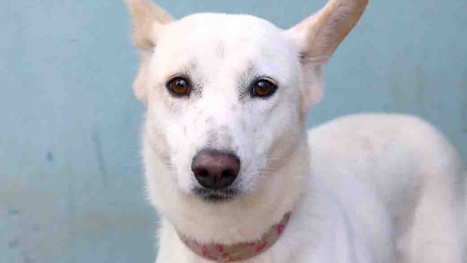 ליז כלבה לאימוץ אגודת צער בעלי חיים בישראל