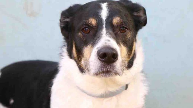 טור כלב לאימוץ באגודת צער בעלי חיים