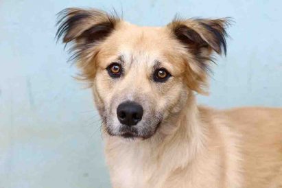 ג'וי כלב לאימוץ אגודת צער בעלי חיים בישראל