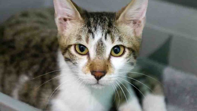 טום חתול לאימוץ אגודת צער בעלי חיים בישראל