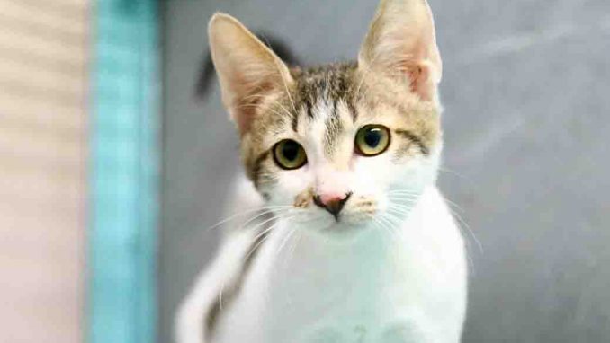 זלטה חתולה לאימוץ אגודת צער בעלי חיים בישראל