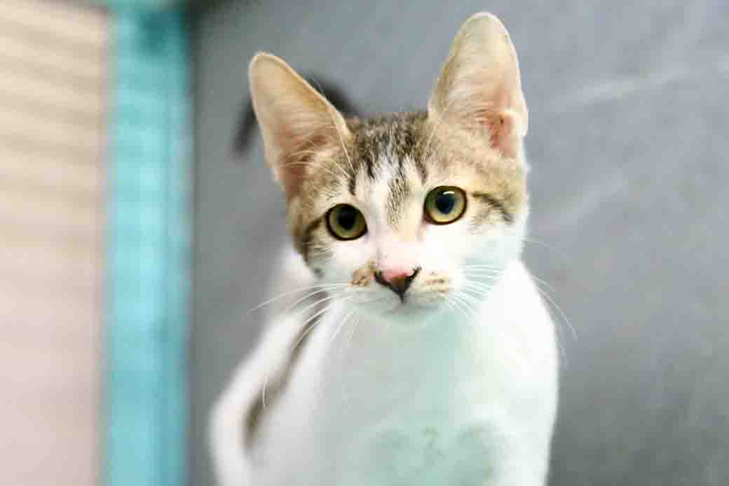 זלטה חתולה לאימוץ אגודת צער בעלי חיים בישראל