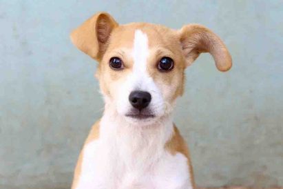 מוקה כלבה לאימוץ אגודת צער בעלי חיים בישראל