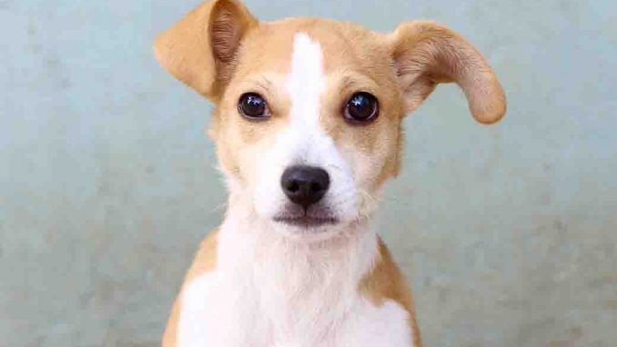 מוקה כלבה לאימוץ אגודת צער בעלי חיים בישראל