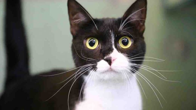 מורקה חתולה לאימוץ אגודת צער בעלי חיים בישראל