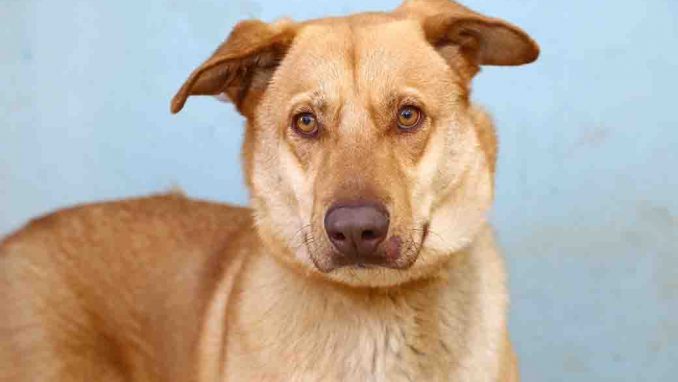 שון כלב לאימוץ אגודת צער בעלי חיים בישראל