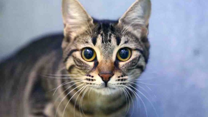 קשיו חתולה לאימוץ אגודת צער בעלי חיים בישראל