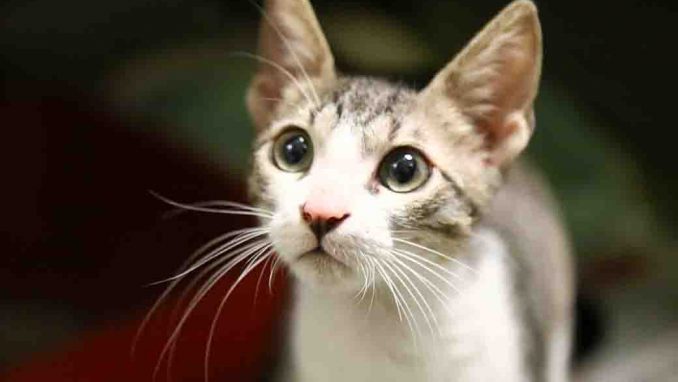 ווילי חתול לאימוץ אגודת צער בעלי חיים בישראל