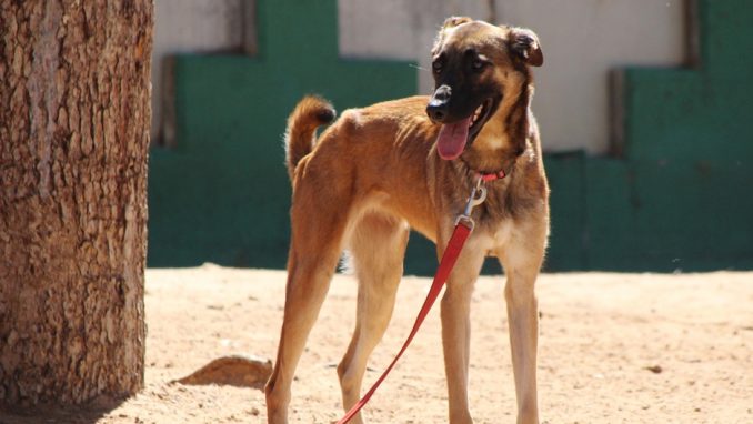 איב - כלבה לאימוץ - אגודת צער בעלי חיים בישראל