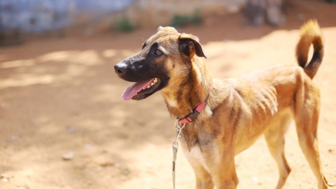 איב - כלבה לאימוץ - אגודת צער בעלי חיים בישראל