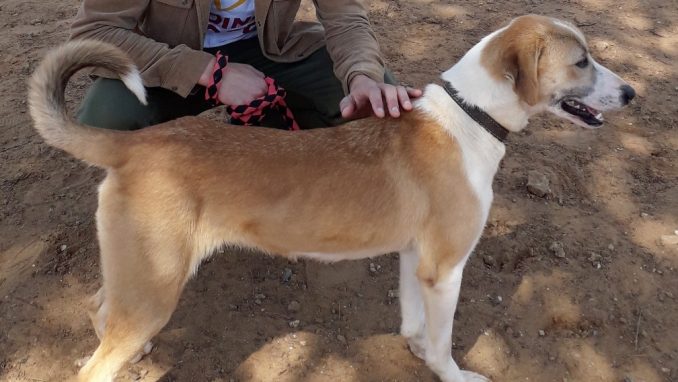 נירה - כלבה לאימוץ - אגודת צער בעלי חיים בישראל