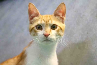 בועז חתול לאימוץ אגודת צער בעלי חיים בישראל