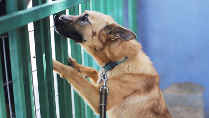 לונה – כלבה לאימוץ – אגודה צער בעלי חיים ישראל