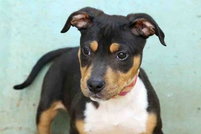 גורון טריקולור שחור ברובו בטן לבנה ניראה כמו פיטבול מעורב