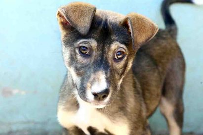 טוני – כלב לאימוץ – אגודת צער בעלי חיים בישראל