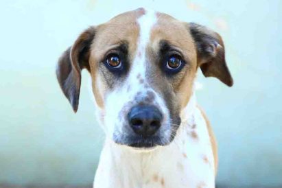 סנדי – כלבה לאימוץ – אגודת צער בעלי חיים בישראל