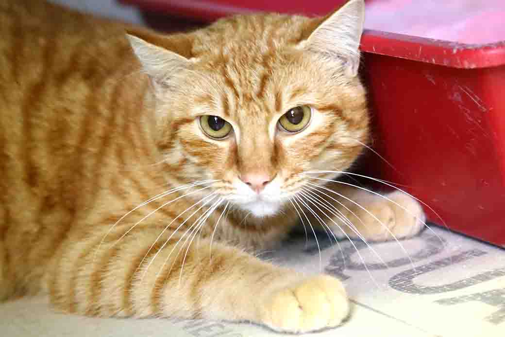 ג'ינג'י – חתול לאימוץ – אגודת צער בעלי חיים בישראל