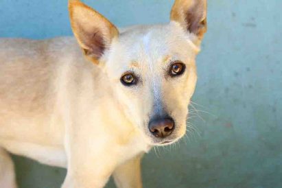 בלונדי – כלבה לאימוץ – אגודת צער בעלי חיים בישראל