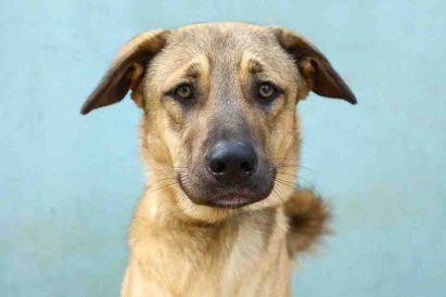 חום פנים מעט שחורות רועה מעורב