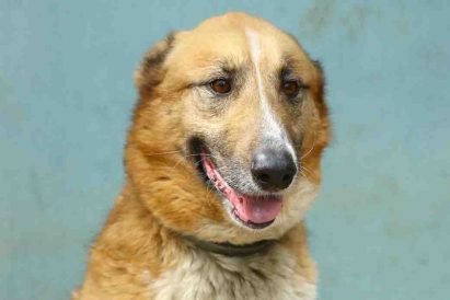 גדול פיזית חום עם פס לבן דק על הפנים