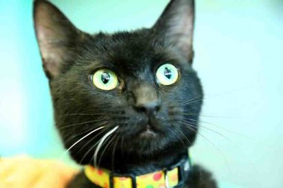 אוראו – חתולה לאימוץ – אגודת צער בעלי חיים בישראל