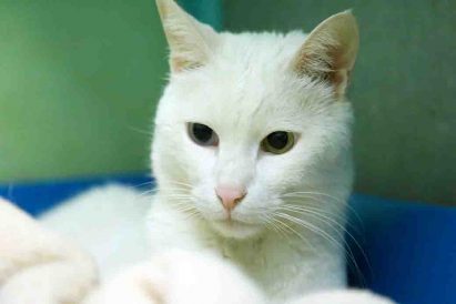 סטיב – חתול לאימוץ – אגודת צער בעלי חיים בישראל