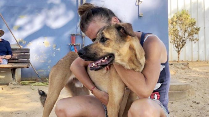 סימבה - כלב לאימוץ - אגודת צער בעלי חיים בישראל